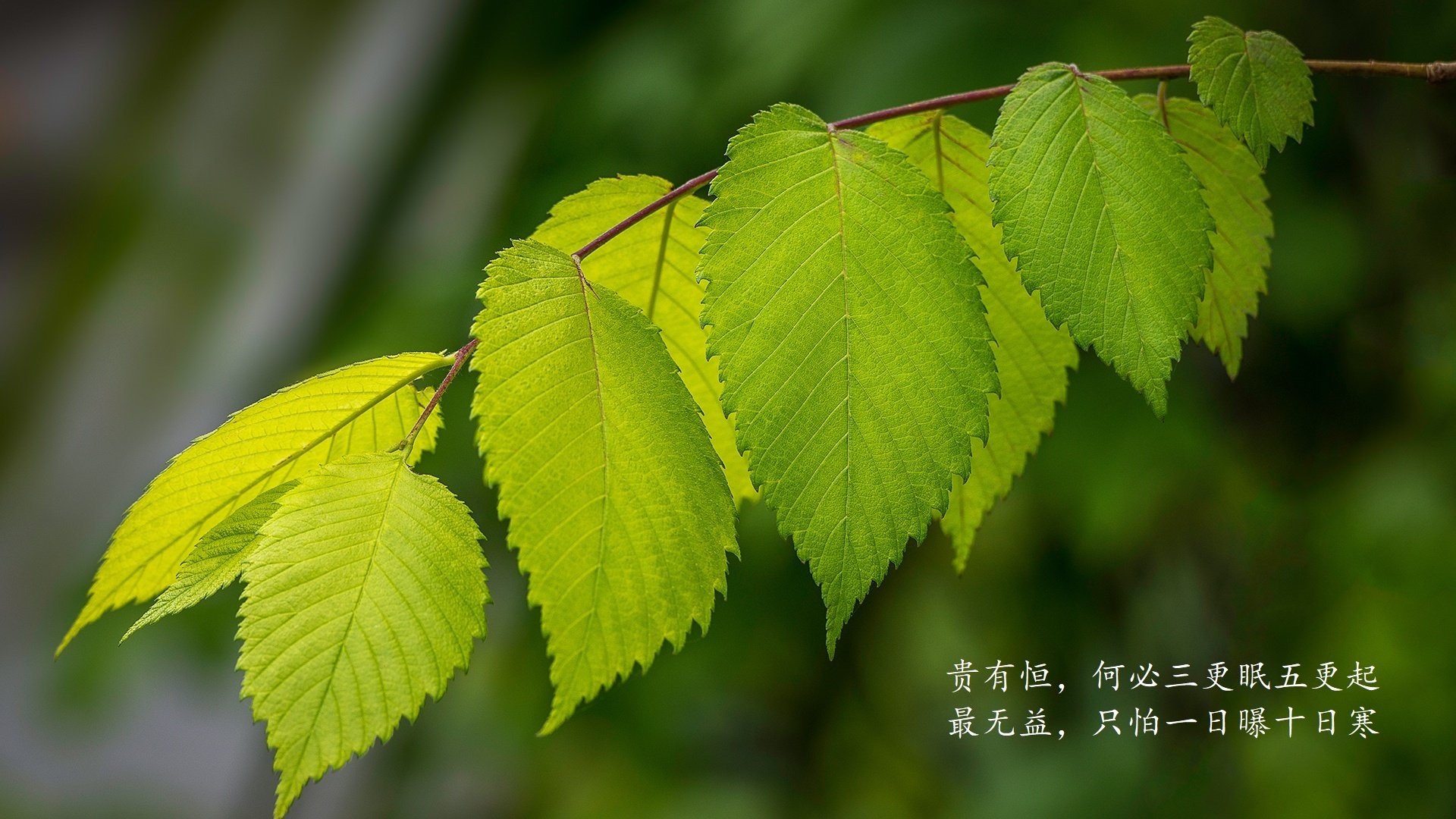 爱游戏体育平台-AC米兰中锋梅开二度，帮助球队继续领跑积分榜，ac米兰 中锋