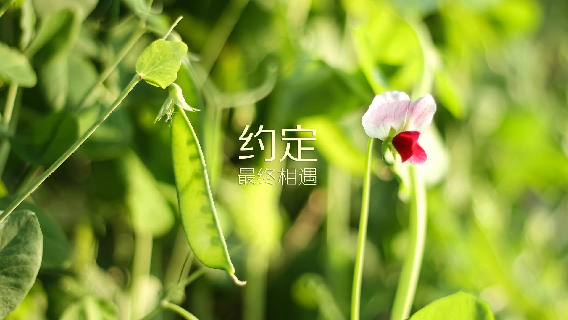 NBA球员技术动作解析，nba球员的经典动作