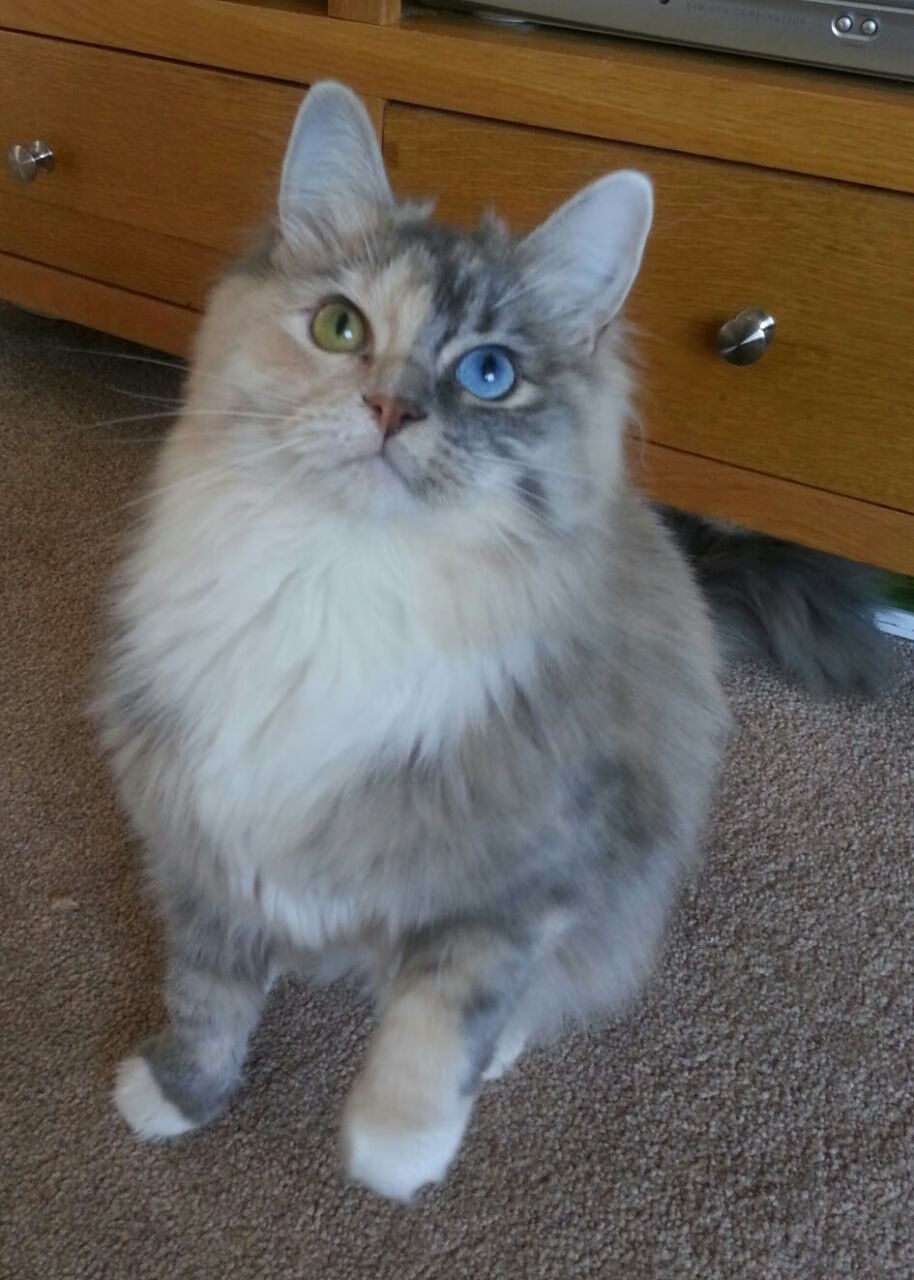 里根·史密斯持续领跑女子仰泳项目，美国游泳里根史密斯